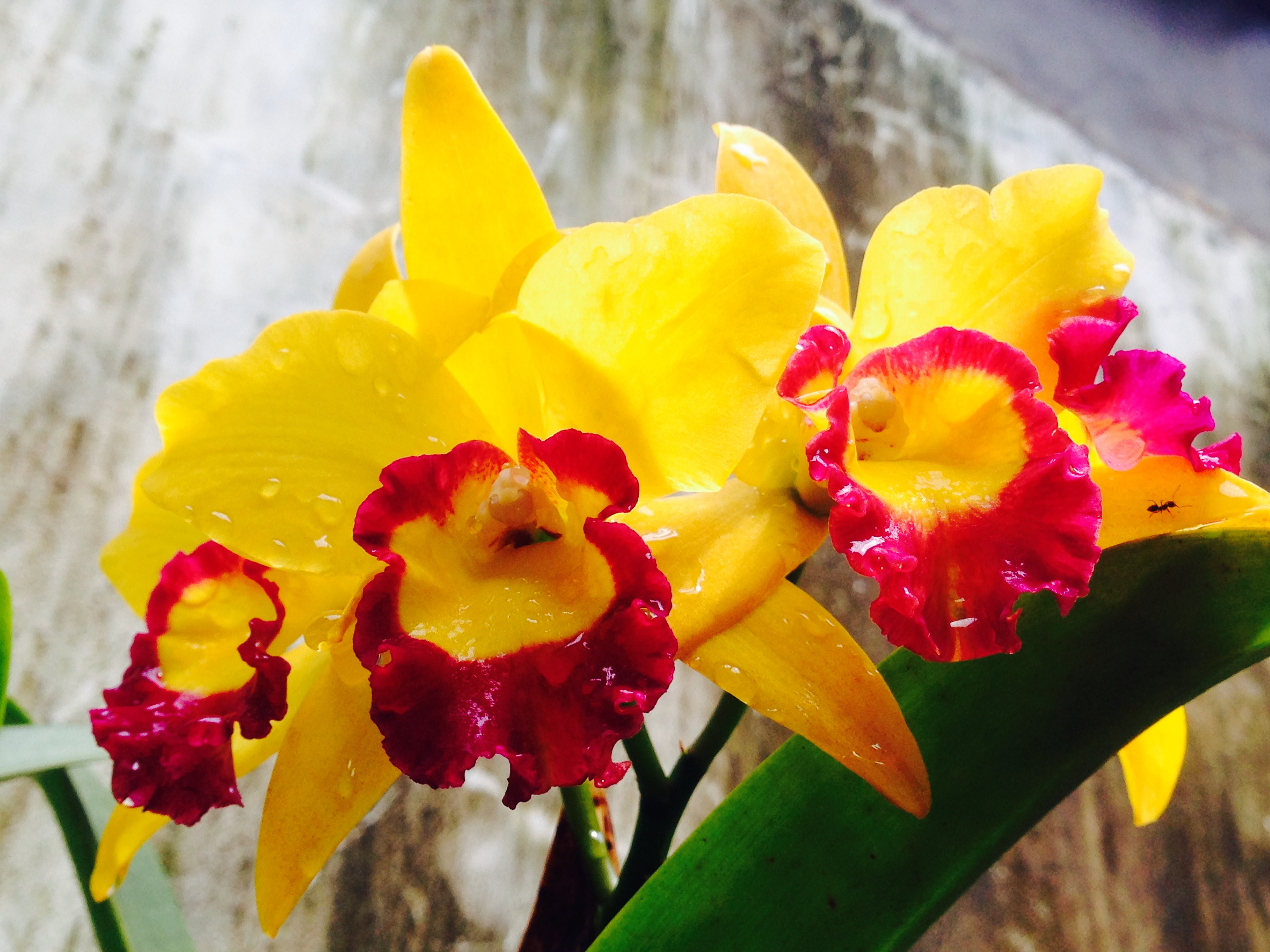 Orchids On Our Back Wall