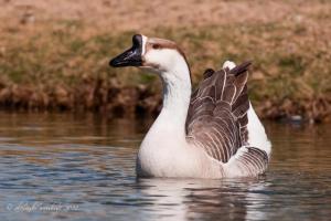 Swan-Goose-2