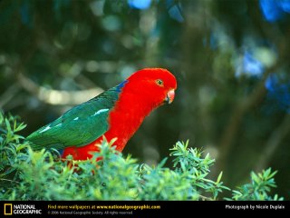king-parrot