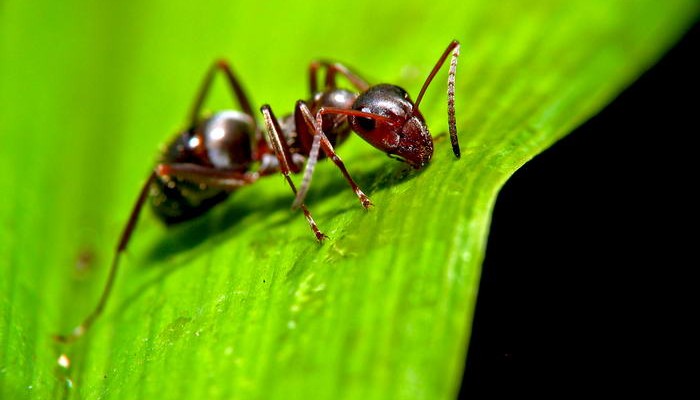 Ant-1-700x400