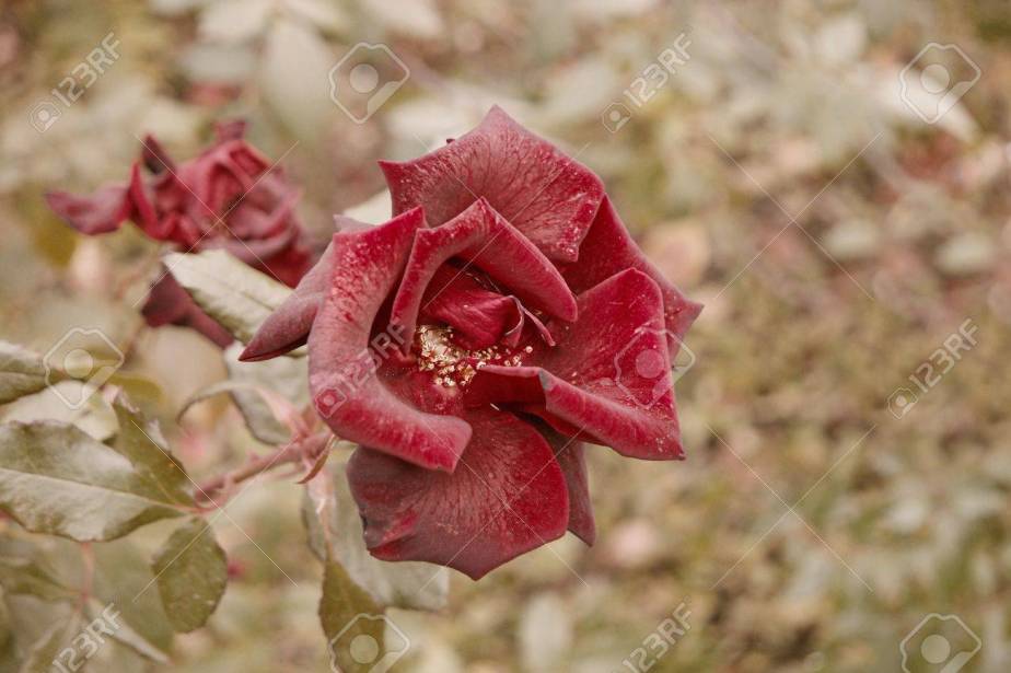 Dry red rose in autumn garden top view. Flower in fall season sad autumn mood. Wilted rose flower closeup above view shot with copyspace.