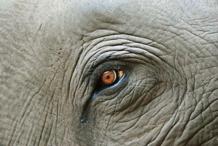 elephant-tears.jpg.1000x0_q80_crop-smart